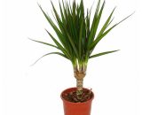 Arbre dragon - Dracaena marginata - 3 plantes - plante d'intérieur facile d'entretien - palmier 4019515903726 8122014665