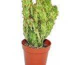 Exotenherz - Opuntia monacantha variegata - plante de taille moyenne en 8,5cm Top 4019515906369 17122012144