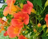 Bignone 'Grandiflora' (Campsis 'Grandiflora') - Conteneur 3L - Taille 20/40cm 3546860004880 872_1154