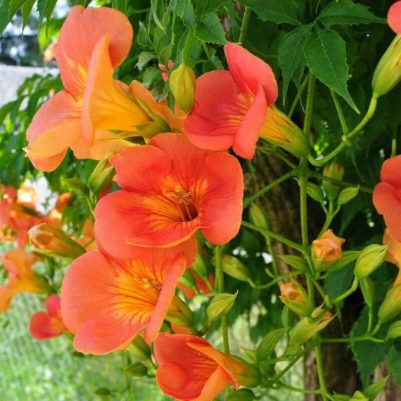 Bignone 'Grandiflora' (Campsis 'Grandiflora') - Conteneur 3L - Taille 20/40cm 3546860004880 872_1154