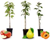 Assorti de 3 Arbres Fruitiers - pot ⌀9cm - H.60-70cm (hauteur pot incluse)  2568003
