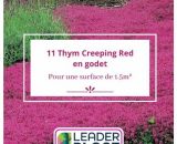 Leaderplantcom - 11 Thym rampant Creeping Red en godet pour une surface de 1.5m²  10538