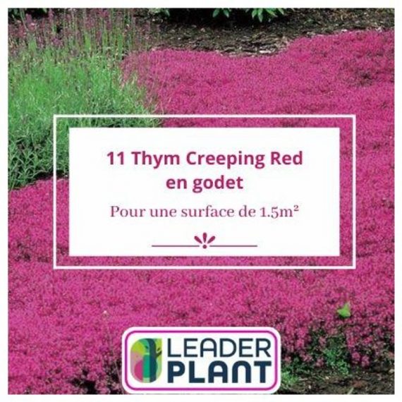 Leaderplantcom - 11 Thym rampant Creeping Red en godet pour une surface de 1.5m²  10538