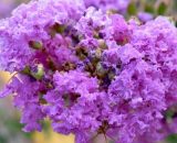Lilas des Indes 'Catawba' (Lagerstroemia Indica) - Godet - Taille 13/25cm 3546860014643 1245_1865