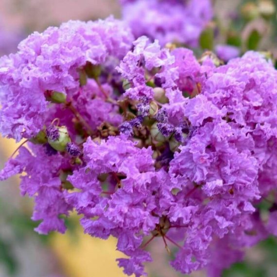 Lilas des Indes 'Catawba' (Lagerstroemia Indica) - Godet - Taille 13/25cm 3546860014643 1245_1865