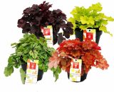 Couvre-sol rustique - Heuchera mix - Été indien - 4 grandes plantes - cloches violettes 4019515910304 124911062018
