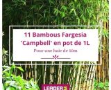 11 Bambou Fargesia Campbell en pot de 1 Litre  163
