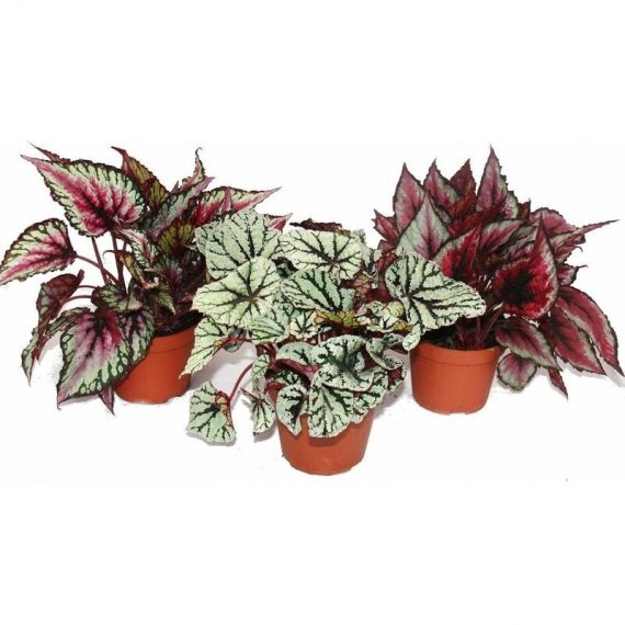 Mélange Feuille Bégonia 'Botanica' - 3 plantes - pot de 12cm 4019515902002 84202122015