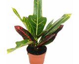 Arbuste magique - Croton var - pot de 9cm - plante d'intérieur 4019515908615 86102122015
