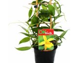 Vanilla planifolia - Orchidée grimpante - Véritable vanillier sur treillis pot de 11cm 4019515903962 5042014509