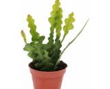 Exotenherz - Epiphyllum anguliger - Cactus queue de crocodile, 9cm 4019515912100 165220112019