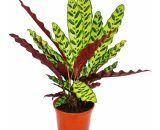 Plante d'ombre à motif de feuilles inhabituel - Calathea lancifolia - pot de 14cm - hauteur env. 50cm 4019515907397 78217102015