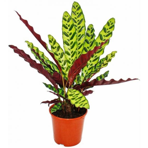 Plante d'ombre à motif de feuilles inhabituel - Calathea lancifolia - pot de 14cm - hauteur env. 50cm 4019515907397 78217102015
