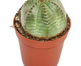 Euphorbia obesa - plante de taille moyenne en pot de 8,5cm 4019515904228 17122012120
