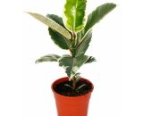 Caoutchouc blanc - Ficus elastica 'Tineke' - Pot de 17cm 4019515908561 109402122016