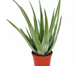 Aloe Vera - ca. 7-8 ans - pot de 21cm, grande et très vieille plante 4019515901661 14052015732