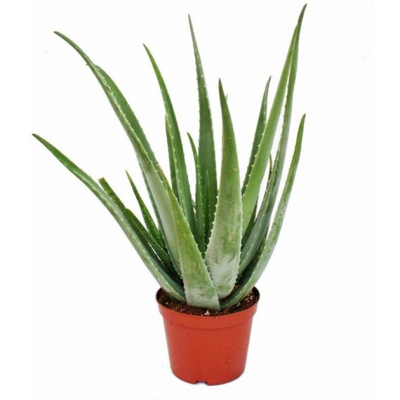 Aloe Vera - ca. 7-8 ans - pot de 21cm, grande et très vieille plante 4019515901661 14052015732