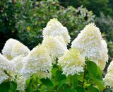 Hortensia Paniculé 'Bobo' (Hydrangea Paniculata) - Godet - Taille 13/25cm 3546860015343 1278_1903
