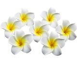 Almi - 100pcs 1.6 inch diamètre Plumeria mousse hawaïenne frangipanier fleur Pour mariage / fête / décoration de la maison 5283395020852 AL66-11556_1