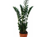 Plante d'intérieur - Zamioculcas - Zamio palmier - ca. 80cm haut 4019515908776 85502122015