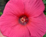 Hibiscus des marais Planet® Griotte 'Tangri' | Conditionnement: Pot de 3L - 20/40 cm 3565421108355 110835