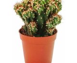Exotenherz - Cereus peruvianus cristata - cactus de roche - dans un pot de 5,5 cm 4019515903245 1712201242