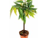 Tamaya Begonia - Begonia albopicta - Tronc de bégonia - pot de 9cm 4019515911950 164015112019