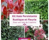 Kit arbustes persistant, rustique et fleuri - 4 variétés -4 plantes en pot de 2L  12104