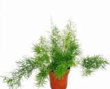 Asperges ornementales - Asparagus densiflorus sprengeri - Plante verte d'entretien facile 12cm pot 4019515910441 126218092018