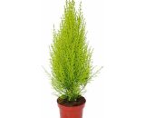 Cyprès d'intérieur - Cupressus macrocarpa 'Wilma' - 1 plante - facile d'entretien - purificateur d'air - pot 12cm - Exotenherz 4019515914388 176319112020-18