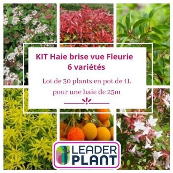 Kit Haie Brise Vue Fleurie - 6 variétés - 30 plantes en pot de 1litre  5777
