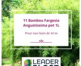 11 Bambou Fargesia Angustissima en pot de 1 Litre  3116