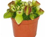 Plante carnivore - pot nain - Cephalotus follicularis - pot de 9cm - rareté 4019515904563 9122014673