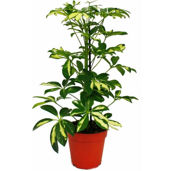 Aria rayonnante - Schefflera - blanc-vert feuillu - pot de 12cm - plante d'intérieur - env. 40-45cm de haut 4019515910373 125513092018