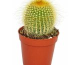 Exotenherz - Eriocactus leninghausii - plante de taille moyenne en pot de 8,5cm 4019515904112 17122012116