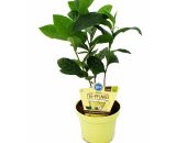 Véritable plante de thé - Camelia sinensis 4019515911790 162528102019