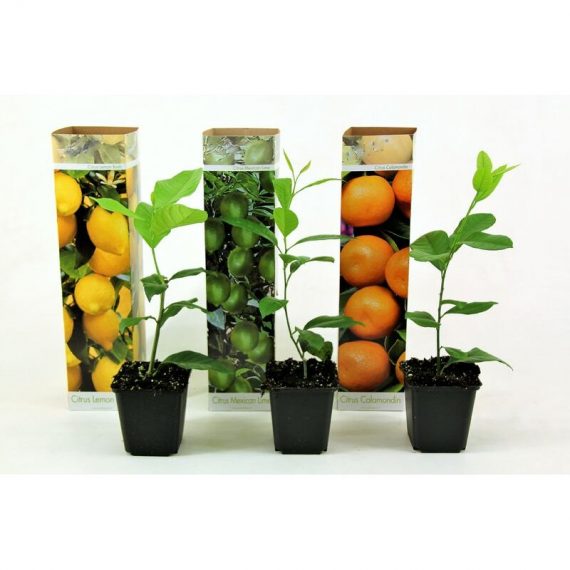 Assorti de 3 Citrus - pot ⌀9 cm - H.25-40cm (hauteur pot incluse)  2525003