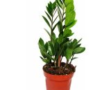 palmier Zamio - Zamioculcas zamiifolia - 1 plante - facile d'entretien - purificateur d'air - pot 12cm - Exotenherz 4019515914371 176319112020-17