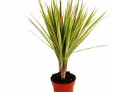 dragonnier - Dracaena marginata 'Bicolor' - 1 plante - plante d'intérieur facile d'entretien - purifiant l'air - pot de 12cm - Exotenherz 4019515914258 176319112020-05