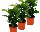Caféier (Coffea arabica) 3 Plante - plante d'intérieur 4019515905478 5122014652