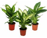 Diefenbachie - Ensemble de 3 avec 3 types différents Variétés - plantes d'intérieur - plantes en pot pour débutants 4019515903610 5122014660
