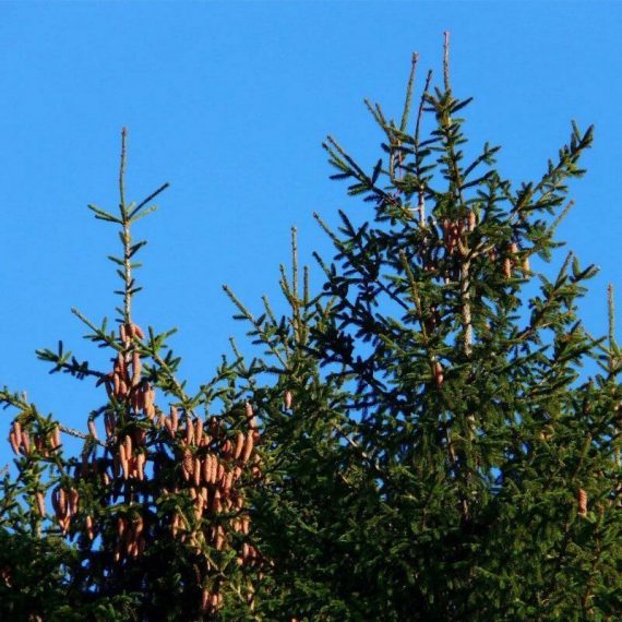 Epicéa Commun (Picea Abies) - Godet - Taille 20/40cm 3546868963479 135_397