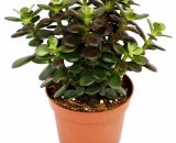 Crassula portulacea minor - Pfennig - grande plante en 12cm 4019515903498 17122012172