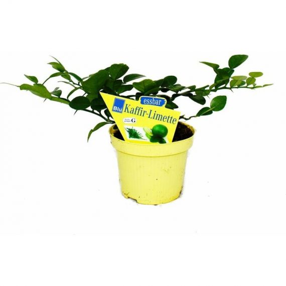 Exotenherz - Kaffir Lime - Citrus hystrix - 1 plante - Kaffir Lime plante à épices 4019515905485 5122014653