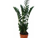 Zamioculcas zamiifolia, Lucky Feather 17cm Pot 4019515912605 139830112018