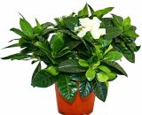 Gardenia - Plante à fleurs parfumées avec des fleurs de couleur blanc crème, pot de 12cm 4019515911899 163504112019
