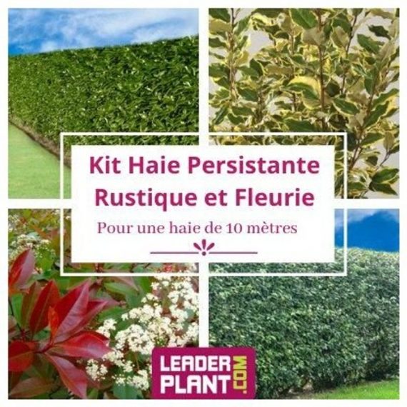 Kit arbustes persistant, rustique et fleuri - 4 variétés -12 plantes en pot de 4L  3579