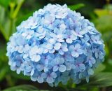 Pepinières Naudet - Hortensia Macrophylle 'Nikko Blue' (Hydrangea Macrophylla) - Godet - Taille 13/25cm 3546860015336 1277_1902