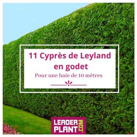 11 Cyprès de Leyland en Godet  392