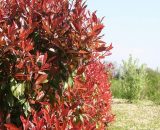 Photinia (Photinia Fraseri 'Red Robin') - Godet - Taille 20/40cm 3546868962984 172_438